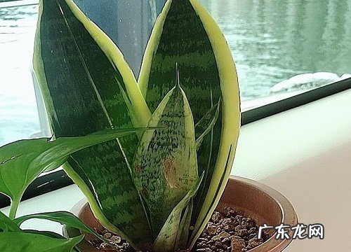 新房除甲醛的植物有哪些