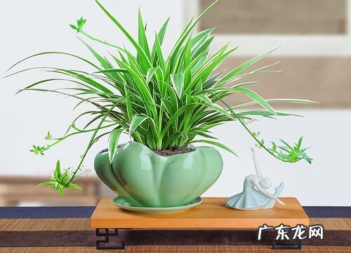 新房除甲醛的植物有哪些