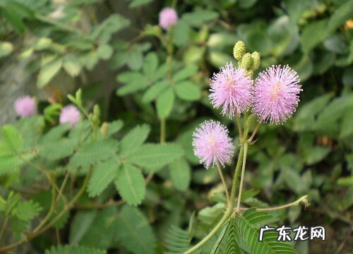 含羞草开花预示着什么意思