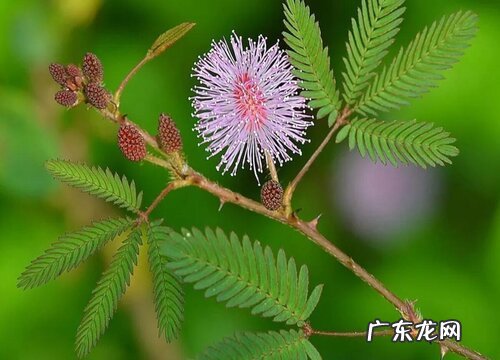 含羞草开花预示着什么意思