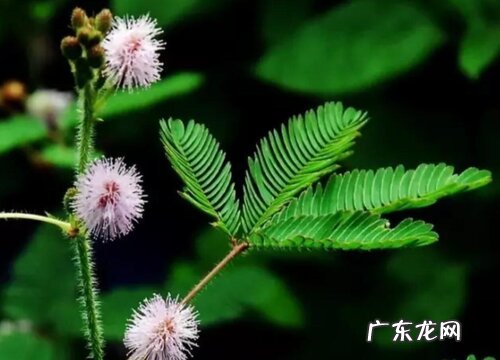 含羞草开花预示着什么意思