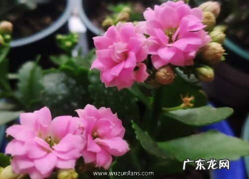 长寿花开花预示着什么意思