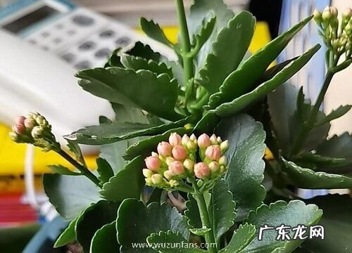 长寿花开花预示着什么意思