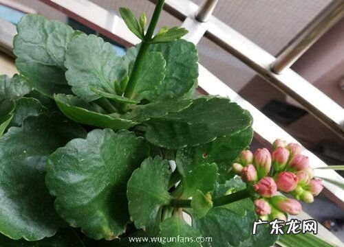 长寿花开花预示着什么意思