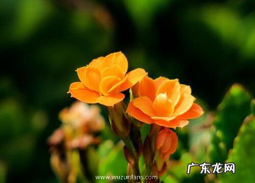 长寿花开花预示着什么意思