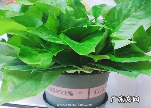 绿萝移盆后要浇水吗