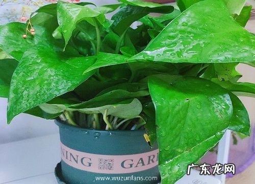 绿萝移盆后要浇水吗