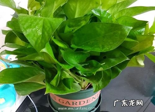 绿萝移盆后要浇水吗