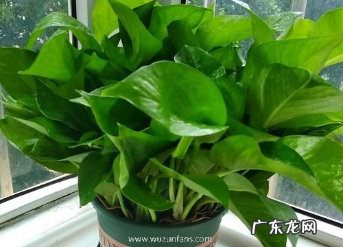 绿萝移盆后要浇水吗