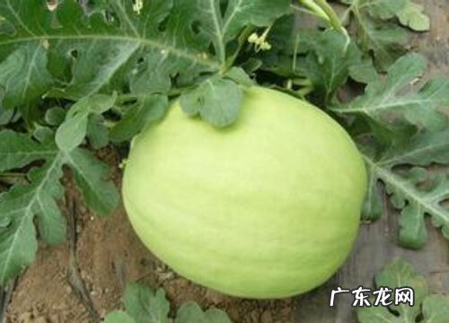 吐鲁番有什么水果