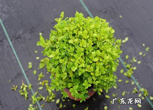 小灌木植物有哪些