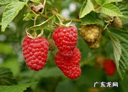 哈尔滨有什么水果