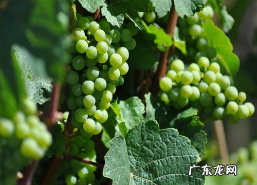 哈尔滨有什么水果