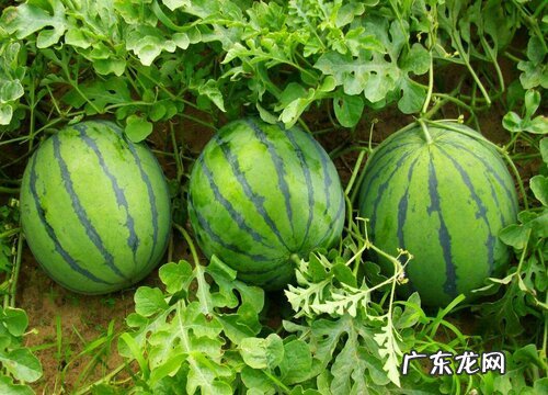 哈尔滨有什么水果