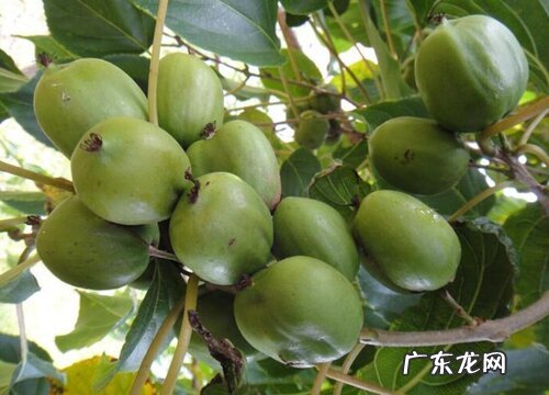 温州有什么水果