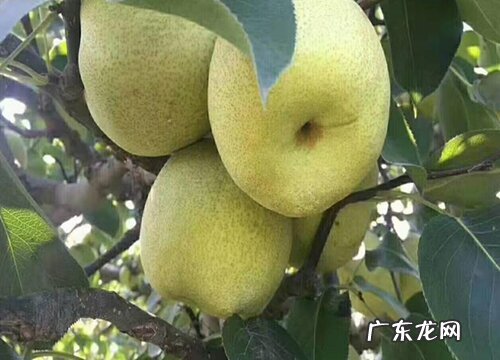 温州有什么水果