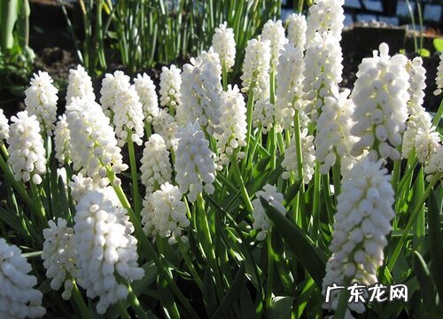 风信子多久能开花