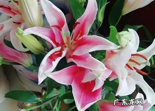百合花配土方法与种植土壤