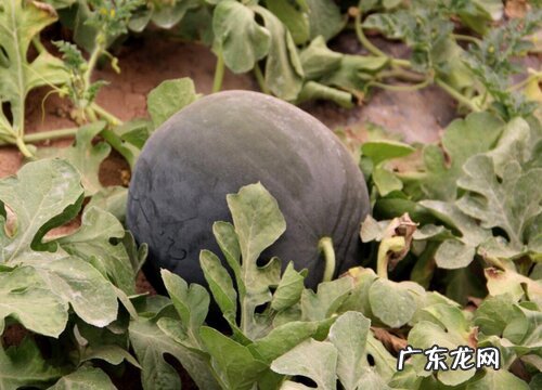 上海有什么水果