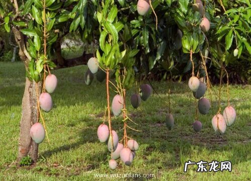 海南岛有什么水果