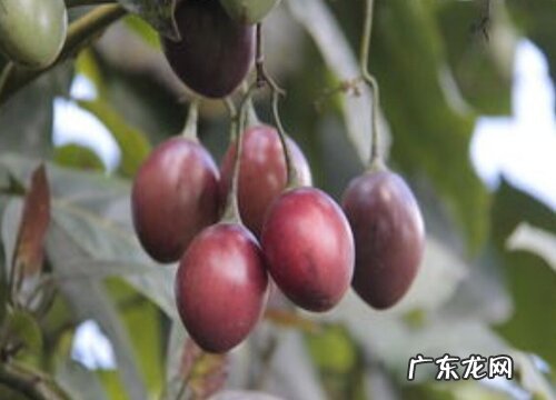 云南腾冲有什么水果