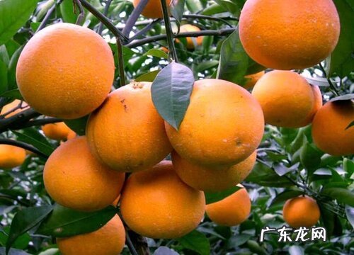 湖北有什么水果