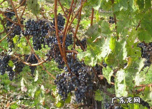 曲靖有什么水果