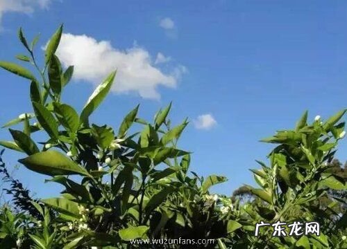 巴基斯坦有什么水果