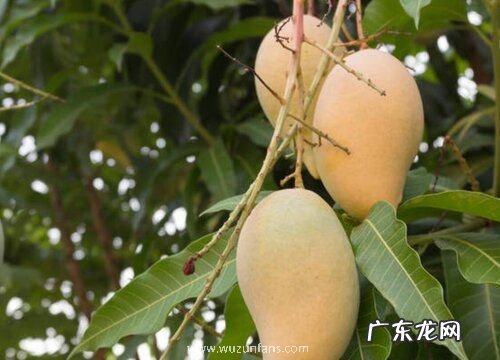 巴基斯坦有什么水果