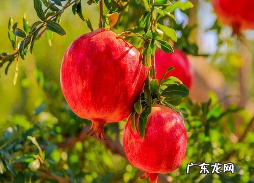 大理有什么水果