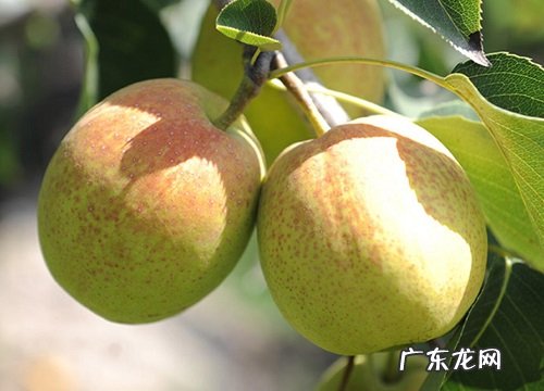 大理有什么水果