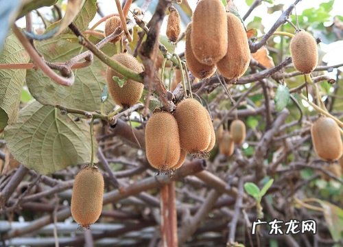 河南有什么水果