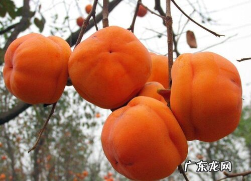 河南有什么水果