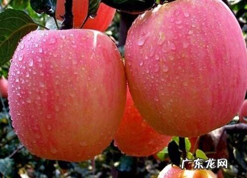 河南有什么水果