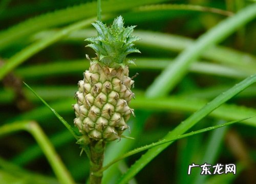 湛江徐闻有什么水果