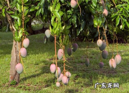 湛江徐闻有什么水果