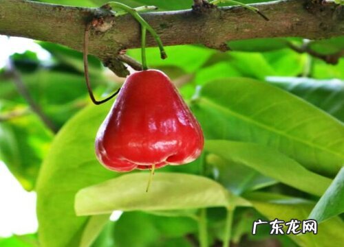 湛江徐闻有什么水果
