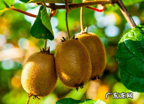 千岛湖有什么水果