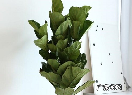 家里养琴叶榕风水好吗