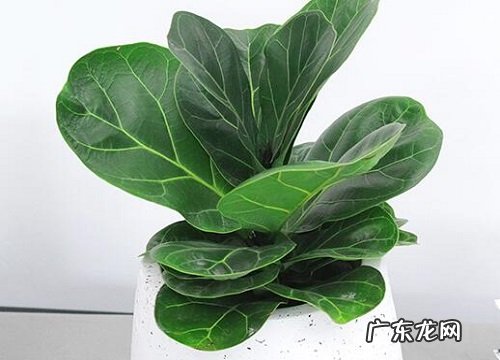 家里养琴叶榕风水好吗