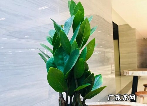 摇钱树冬天会冻死吗