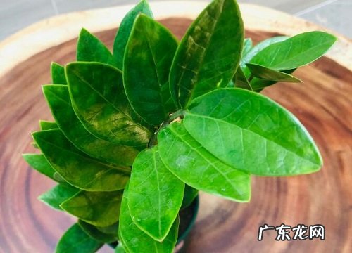 摇钱树冬天会冻死吗