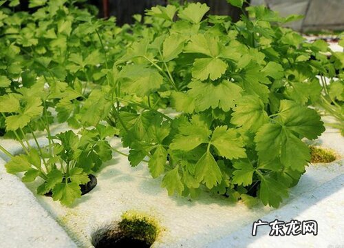 香菜又叫什么菜