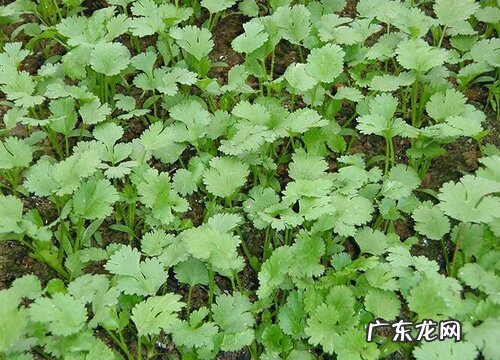 香菜又叫什么菜