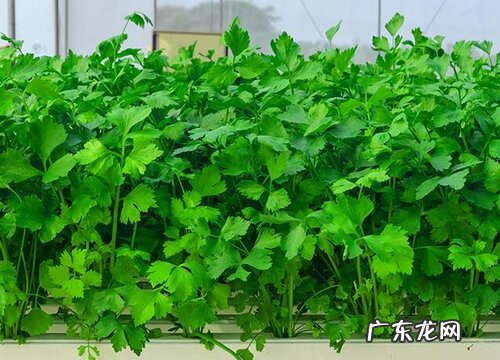 香菜又叫什么菜