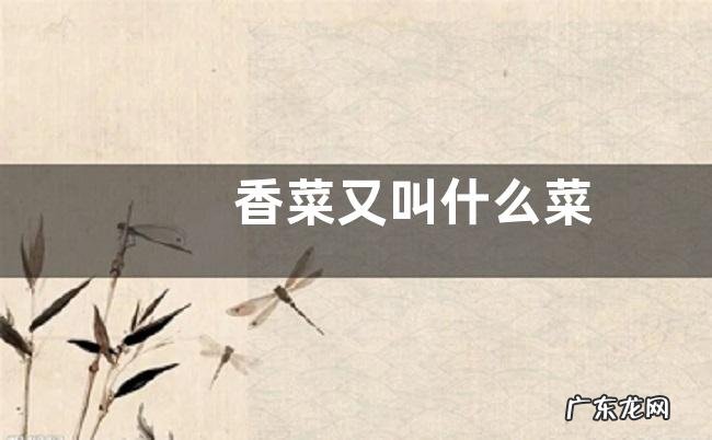 香菜又叫什么菜