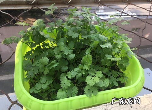 香菜又叫什么菜