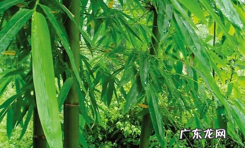 竹子栽种方法和注意事项