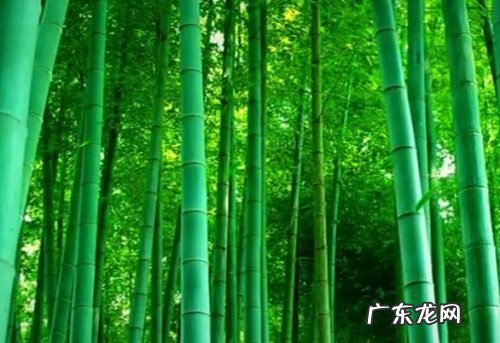 竹子栽种方法和注意事项