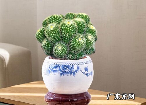 仙人掌多久能开花